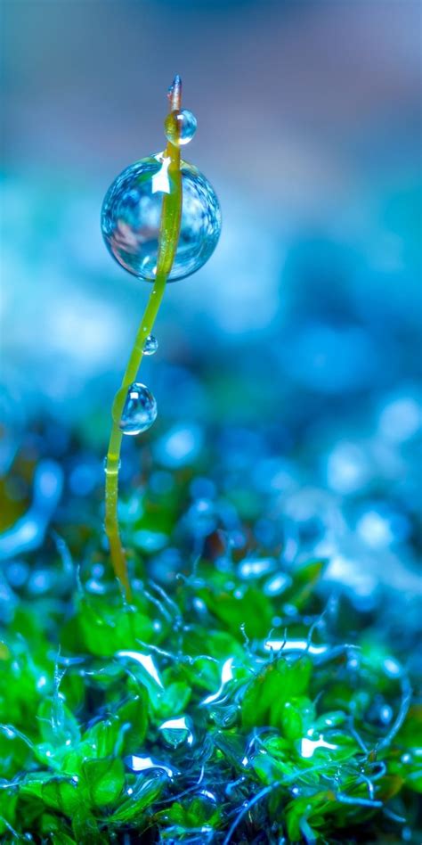 1080x2160 Green Leaves Close Up Water Drops Wallpaper Fondos