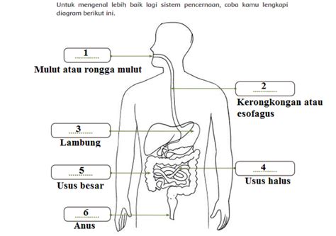 Alat-Alat Pencernaan Manusia dan Fungsinya, Contoh Kunci Jawaban Tema 3