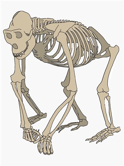 Gorilla Skeleton Sticker By Taylorrowan Redbubble