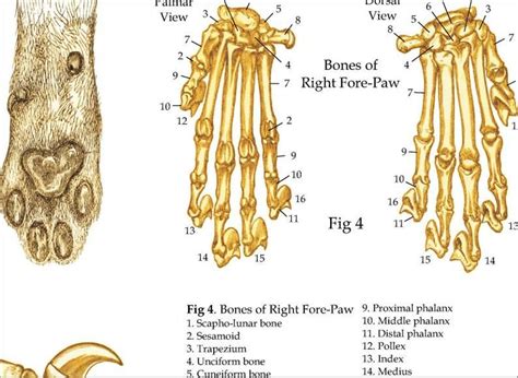 Domestic Cat Skeletal Skull Anatomy Poster 24 X 36 Veterinary