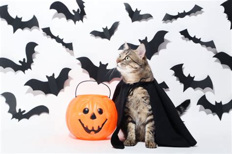 Keep Your Cat Safe On Halloween My 3 Little Kittens