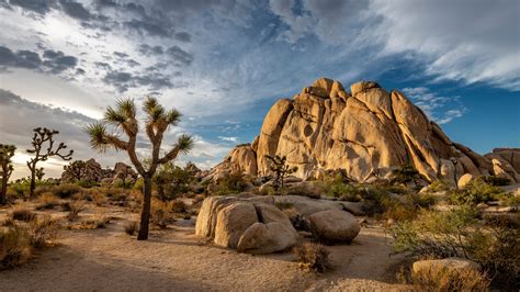 Joshua Tree National Park Expects Spring To Bring Crowding