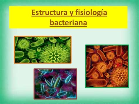 Estructura Y Fisiología Bacteriana 1