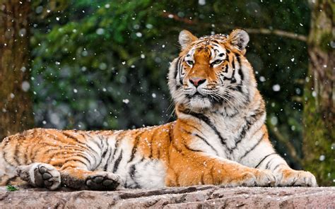 Master tigress is one of the main supporting characters of the kung fu panda franchise. Elena Siberian Tigress 4K Wallpapers | HD Wallpapers | ID ...