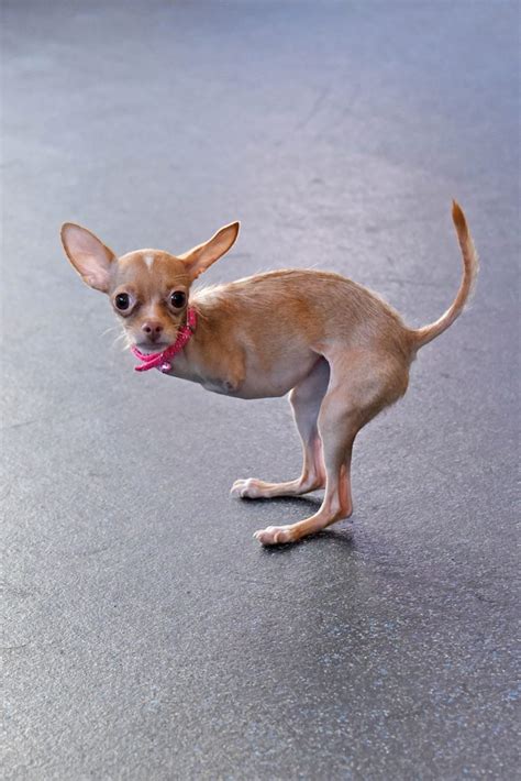 We did not find results for: » Chihuahua born with no front legs can now walk thanks to custom made wheels