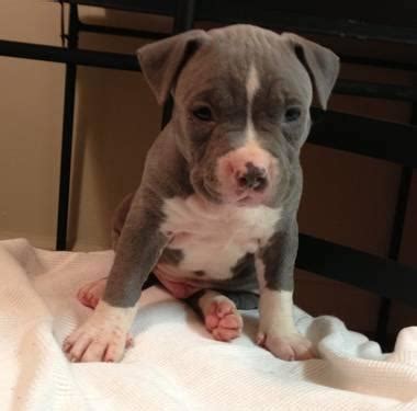 Pitbull puppies are becoming increasingly popular amongst dog enthusiasts. Blue Pitbull puppies for sale in VA for Sale in Petersburg, Virginia Classified | AmericanListed.com
