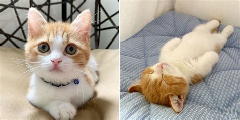 This Munchkin Kitten Sleeps Like A Human And Its Too Adorable