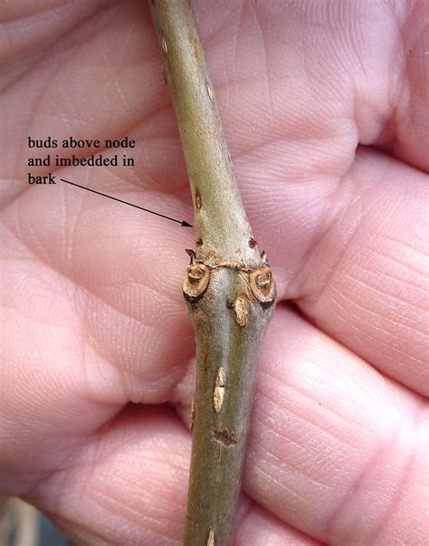 Cephalanthus Occidentalis Common Buttonbush Go Botany