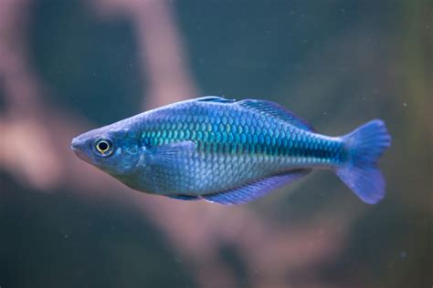 Freshwater Life The Rainbowfish Facts You Want To Know Seatech Aquariums