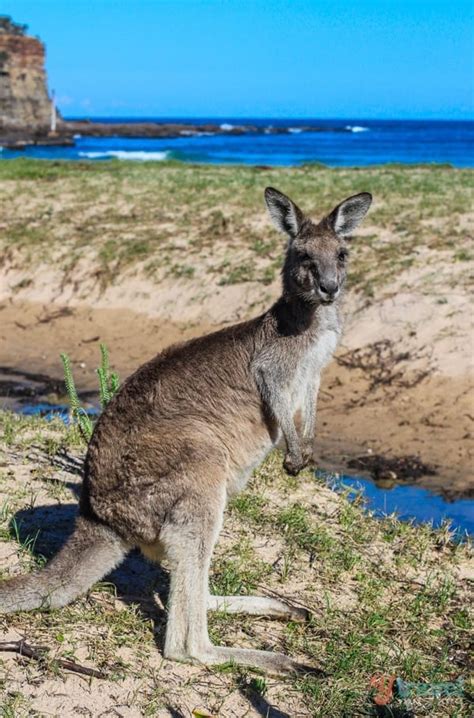 25 Parques Nacionales En Australia Que Deberías Visitar A Dónde Viajar