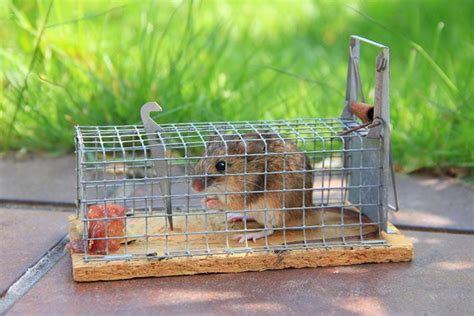 Mouse Trap The Guide To Capturing Garden Mice Must Read Home Bounties
