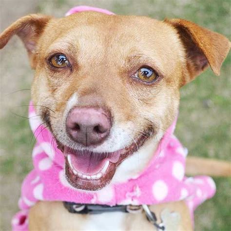 Browse thru thousands of dogs for adoption near in usa area, listed by dog rescue organizations and individuals, to find your match. Dogs and Puppies for Adoption in San Diego | Puppy ...