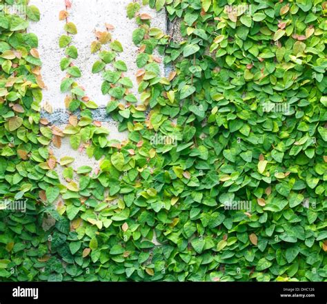 The Green Creeper Plant On The Wall Stock Photo Alamy