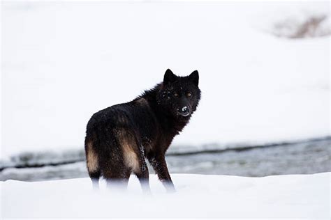 Black Wolf Stock Photos Pictures And Royalty Free Images