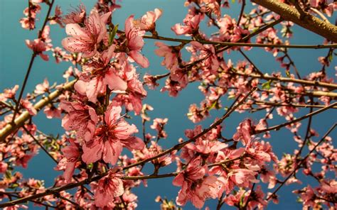Peach Blossoms Phone Wallpapers