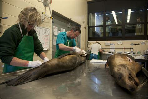 Cancer Kills Many Sea Lions And Its Cause Remains A Mystery The New York Times
