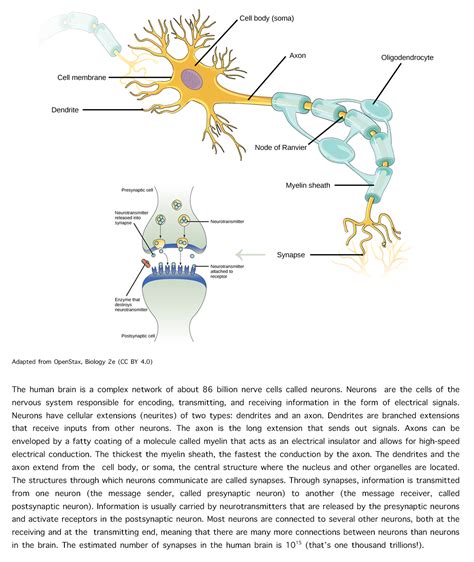 What Is Neuroplasticity—mechanisms Of Functional And Structural Brain