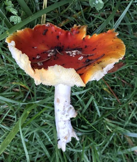 Edible mushrooms wild mushrooms stuffed mushrooms shiitake fungi portobello mushroom recipes fruits and veggies vegetables. Elephant Ear Mushroom Edible