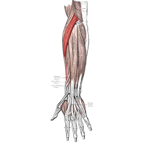 Extensor Carpi Radialis Longus Anatomy Origin Insertion Action The