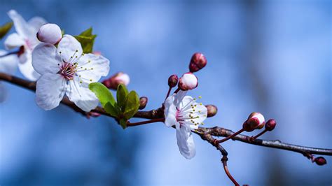 Blossom Spring Branch In Blue Blur Background Hd Flowers Wallpapers