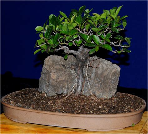 Le ficus ginseng est un bonsaï décoratif pourvu de petites feuilles ovales et brillantes. LENNARD'S BONSAI BEGINNINGS.: Root over rock Ficus.
