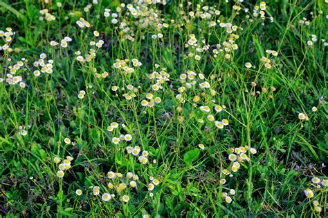 3840x2560 Bloom Blossom Flora Flowers Grass Green Nature
