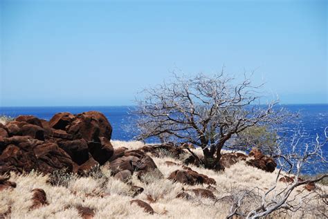 Gambar Pantai Pemandangan Laut Pohon Alam Outdoor Batu Lautan