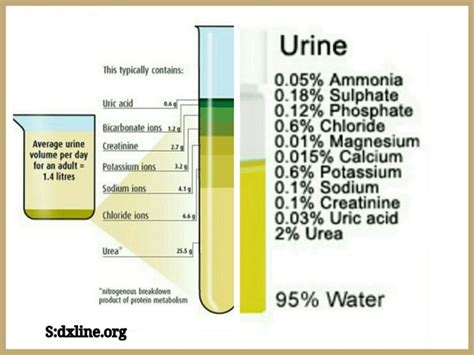 What Is The Chemical Composition Of Urine Quora