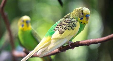 Parakeet Names 350 Ideas For Naming Your Beautiful Bird