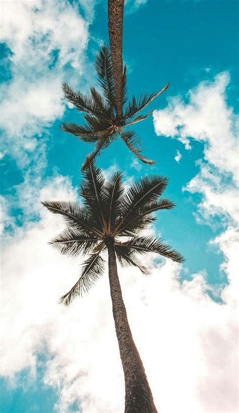 Pin By Vanesa On Summer ☀️ California Palm Trees Beach Tumblr Tree