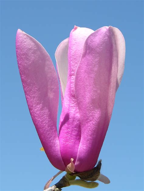 They are licensed under the free pexels license. Plant Deciduous Magnolias for their Spectacular Spring ...