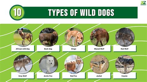 Are Wild Dogs Related To Dogs