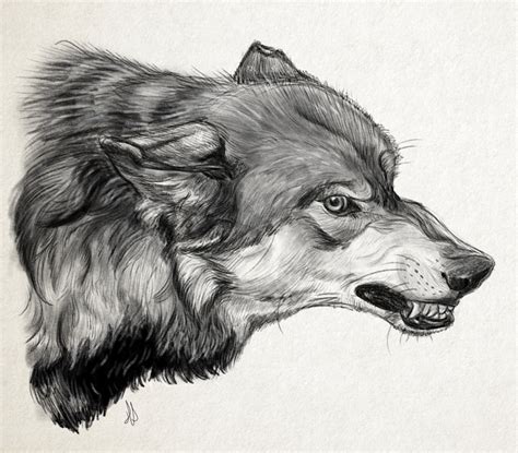 Wolf Sketch By Hella Hannah Art On Deviantart