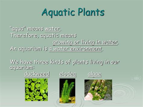 Keyword For Types Of Aquatic Plants Ppt