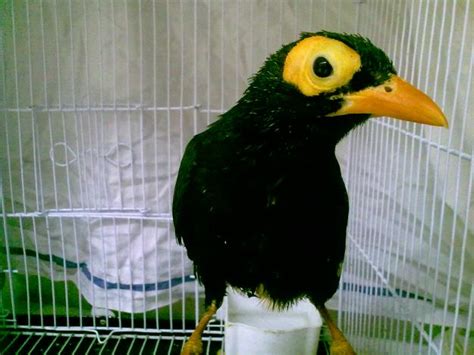 Mynah Bird Bird For Sale In Lahore Pets For Sale In Pakistan