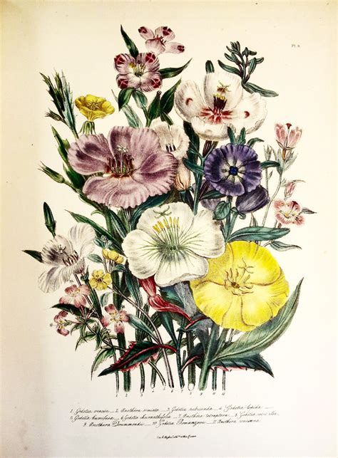 Collection by victoria krupp • last updated 6 weeks ago. The ladies' flower-garden of ornamental annuals / Jane ...