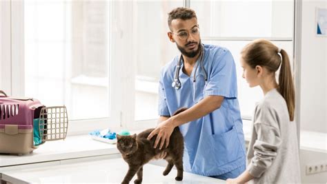 Low cost pet care in washington state. How to Talk to Your Cat Veterinarian About Money