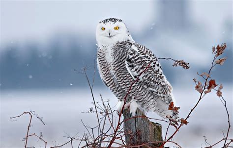 Snowy Owl Wallpapers Top Free Snowy Owl Backgrounds Wallpaperaccess