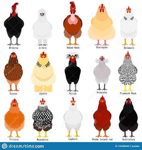 Chicken Chart With Breeds Name Stock Vector Illustration Of Isolated