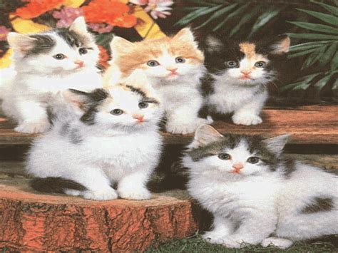 Use your custom images as a slideshow screensaver on your windows computer. Cute Cats Screensaver for Windows - Screensavers Planet