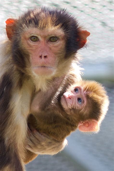 Once, fulfilling our mother's childhood dream, we bought a monkey. Rhesus monkey and newborn infant - California National ...