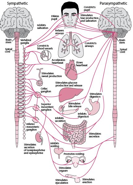The sympathetic division mobilizes the body during extreme situations such as exercise, excitement and emergencies. Overview of the Autonomic Nervous System - Brain, Spinal ...
