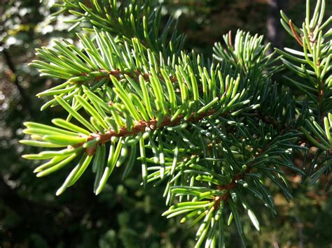 Images Gratuites Arbre Branche Pin Vert à Feuilles Persistantes