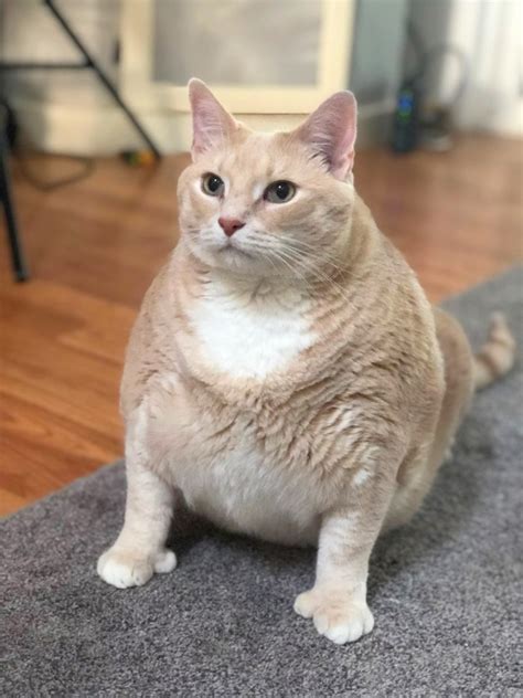 Maybe you would like to learn more about one of these? Real-life garfield: Giant 33 pound adopted cat faces up to ...
