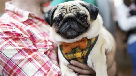 A cancer rising sign is immensely polite and humble. Your Dog's Personality Really Does Get More Like Yours As ...