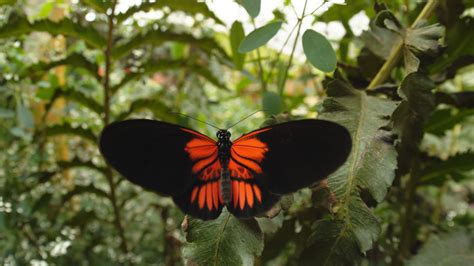 Download Sex, Lies and Butterflies | 6 Tips to Beckon a Bevy of ...