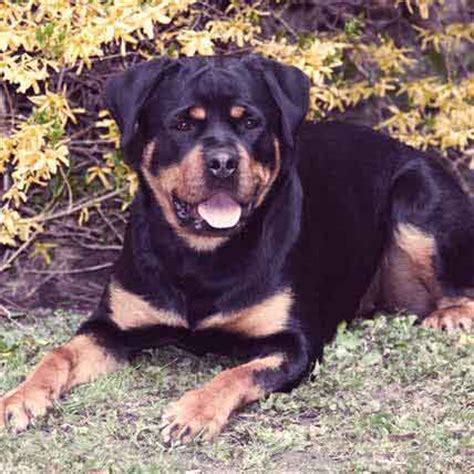 Of course, with puppies and small dogs, it's essential you opt for tiny treats or break up the treats you do have into tiny bites. Rottweiler Diet and Allergies | PetCareRx