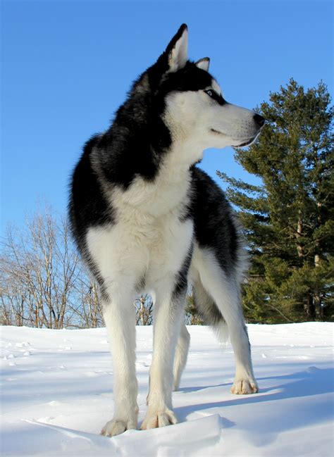 My Beautiful Siberian Husky Max