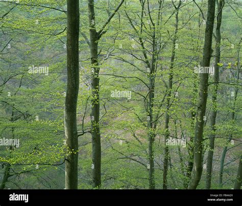 Sweden Skane Soderasens National Park Beech Trees Fagus Sylvatica