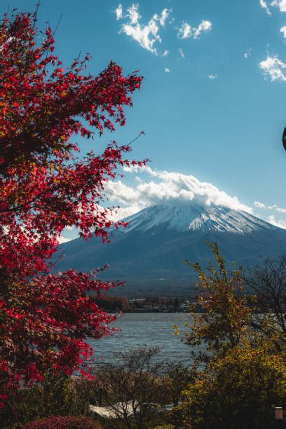 100 Mt Fuji With Red Maple Tree In Autumn Stock Photos Pictures